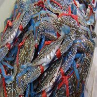 济南海鲜活体空运